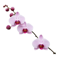 orchid isolated on white