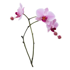 orchid isolated on white