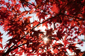 モミジの隙間から広がる太陽の煌めき