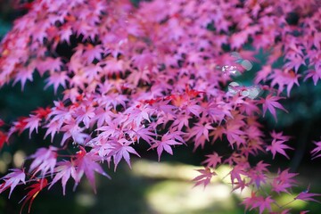 静寂の中のモミジ