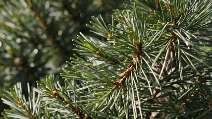 Close Up Of Pine Tree Fir tree Brunch Textured Background,