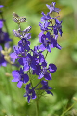 A close up photo of a purple flower in a meadow in the Texas Hill Country - nature at its best
