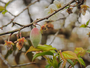 tiny plum fruit on tree