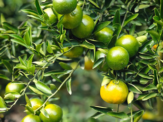fresh orange in the garden