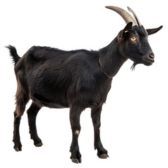 Fototapeta premium a black goat stands alone create a picture in white background