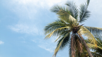 Tropical palm trees reaching towards the blue sky