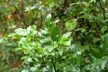 Close up of a bright green bush, specifically the native Oregon Grape (Berberis aquifolium), with woodland in the background out of focus. 