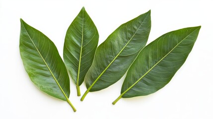 Obraz premium Tropical leaves isolated on white background Exotic foliage collection