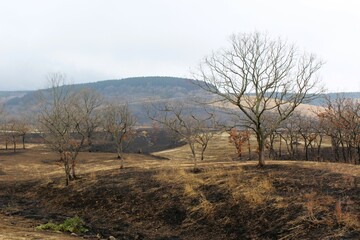 Obraz premium After the winter field burning in Aso