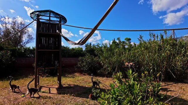 Captive Group Of Ring-Tailed Lemurs During Sunny Day In Attica Zoological Park, Spata Greece. Slow Motion Shot