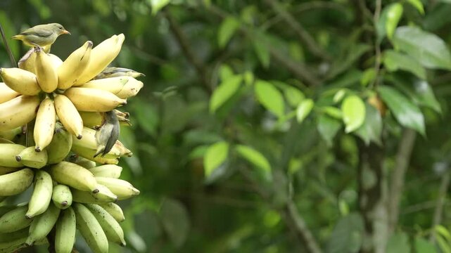 Orange-bellied flowerpecker birds or cabai bunga api eating bananas
