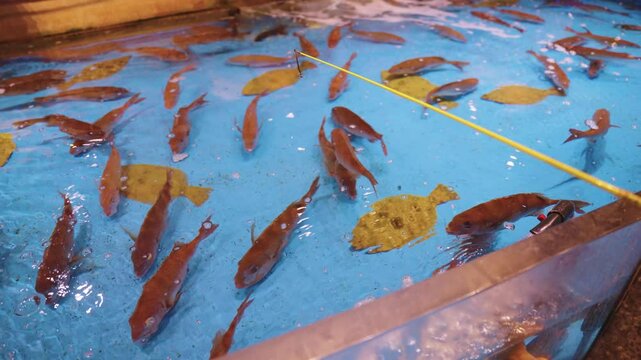 Japanese Fishing "Tsuri" Restaurant, Sea Bream and Flounder in Salt Water Tank