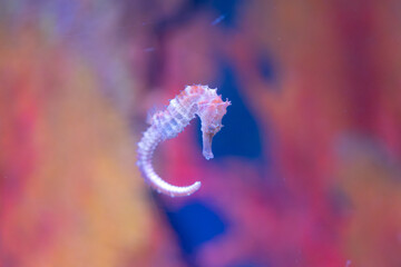 delicate seahorse gracefully glides through the water, its intricate body and long snout creating a mesmerizing sight. The soft, golden hues of the seahorse 
