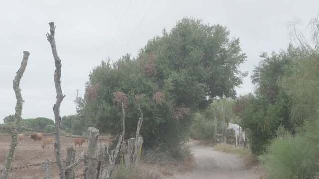COWS AND HORSE SEPARATED BY A ROAD