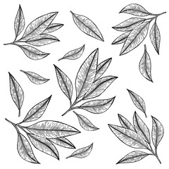 Hand-drawn monochrome illustration of leaves and branches, perfect for stickers, wall art, patterns, and other minimalist designs. Ideal for nature-inspired decorations, botanical prints. minimalism