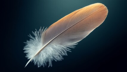 Extreme Close-Up of a Single Feather