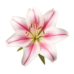 top view of lily flower isolated on transparent background. Generative ai