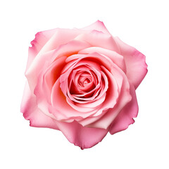 Top view of pink rose isolated on transparent background. Generative ai