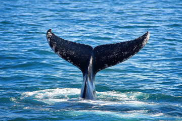 Fototapeta premium Whale tail emerging from the icy waters of the polar ocean