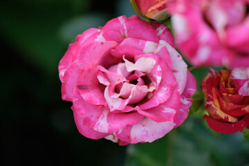 Red and yellow roses close-up, large bud