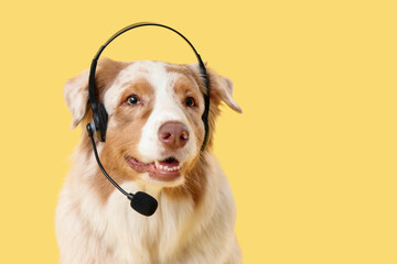 Cute Australian Shepherd dog in headset on yellow background, closeup