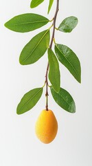 Ripe yellow plum on branch with green leaves, isolated on white; food, recipe, still life