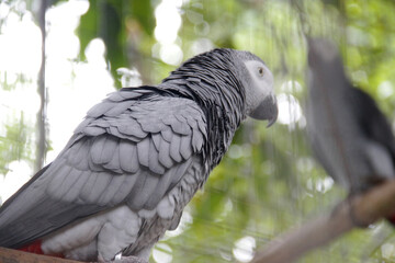 an African gray parrot is perched in a cage