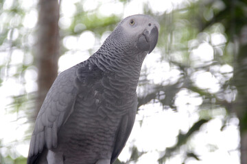 Obraz premium an African gray parrot is perched in a cage