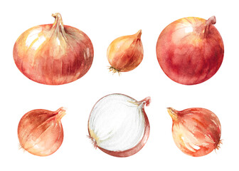 unpeeled pearl onion whole and half, watercolor hand-painted illustration set isolated on white