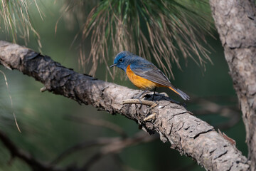 Blue-fronted Redstart is a small, vibrant songbird found in the Himalayas. Males display striking blue plumage with an orange belly, while females are duller. They inhabit alpine forests and meadows.