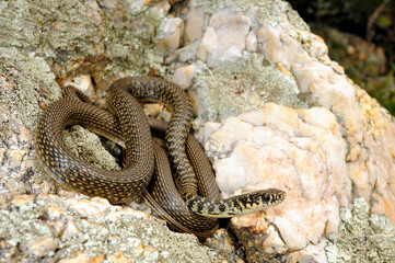 halbwüchstige Gelbgrüne Zornnatter // Green (western ) whip snake (Hierophis viridiflavus) -...