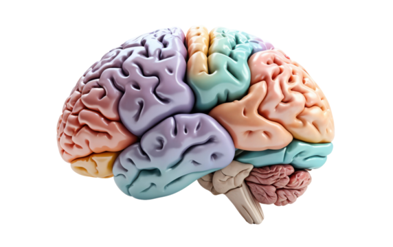 "Neural Spectrum: A Vivid 3D Brain Anatomy"