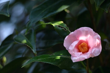 厳冬に凛と咲く