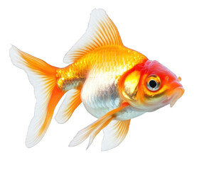 Ornamental Goldfish Floating Peacefully in Clear Water. Isolated, On Transparent Background