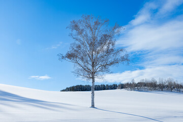北海道美瑛冬のマイルドセブンの丘04