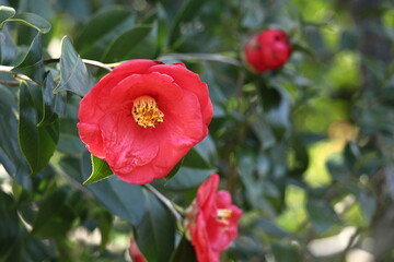 厳冬に凛と咲く