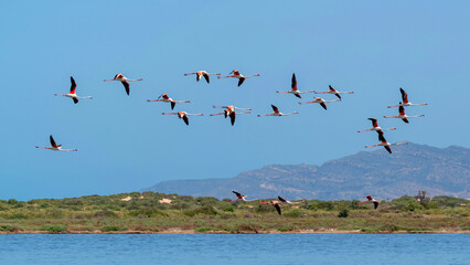 Formation de flamants roses en vol
