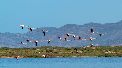 Flamants roses survolant une zone humide
