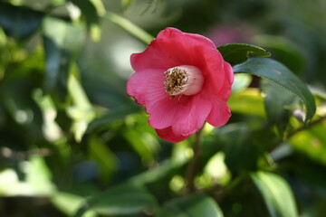 厳冬に凛と咲く