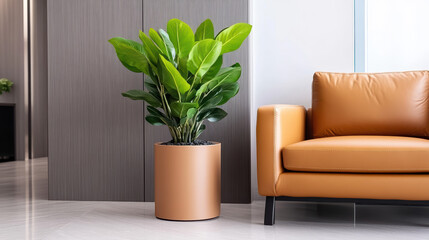 Modern indoor plant in stylish pot beside leather sofa