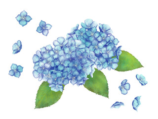 紫陽花のイラスト