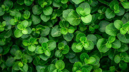 Vibrant Green Leaves in a Natural Pattern
