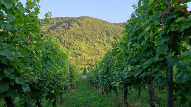 Moving through a lush vineyard surrounded by wine vines with the Mosel River Valley in the distance, low angle, Rhine Valley, Germany