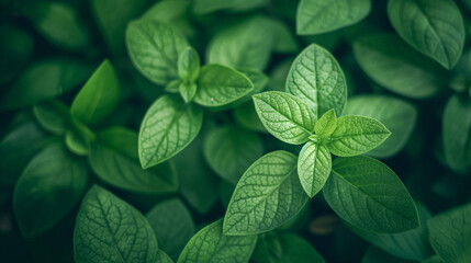Vibrant Green Leaves in a Natural Pattern
