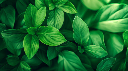 Vibrant Green Leaves in a Natural Pattern
