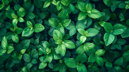 Vibrant Green Leaves in a Natural Pattern
