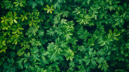 Vibrant Green Leaves in a Natural Pattern
