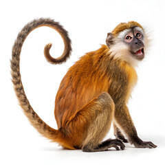 Fototapeta premium Portrait of long tailed macaque on white background