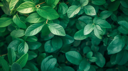 Vibrant Green Leaves in a Natural Pattern
