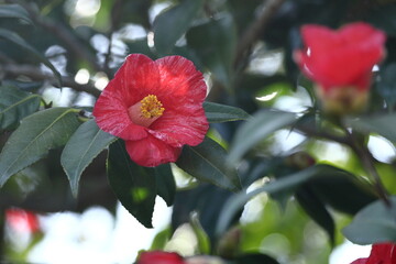 厳冬に凛と咲く